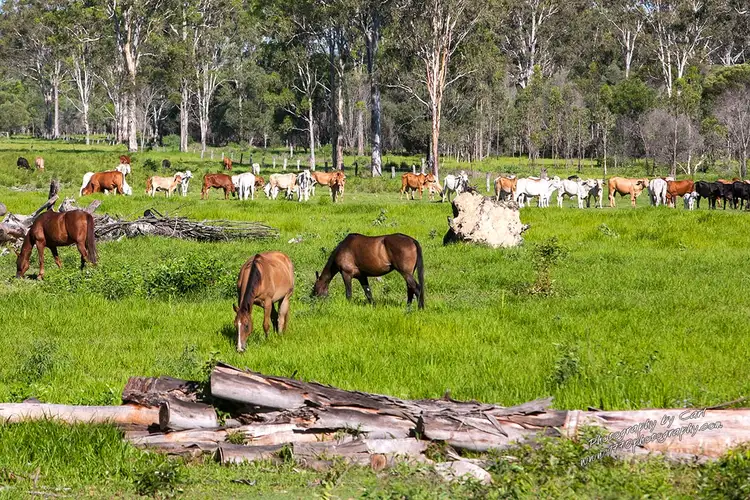 Second view of Homely rural property listing, 1222 / Lot 1 Round Hill Rd, Captain Creek QLD 4677