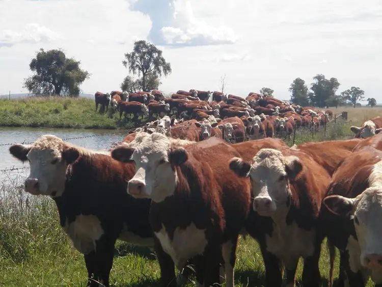 Sixth view of Homely rural property listing, "Thurloo" 428 Howes Hill Rd, Gunnedah NSW 2380