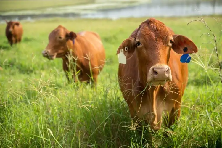 Second view of Homely house listing, 569 Counter Road, Wolvi QLD 4570