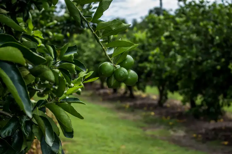 Second view of Homely rural property listing, Address available on request