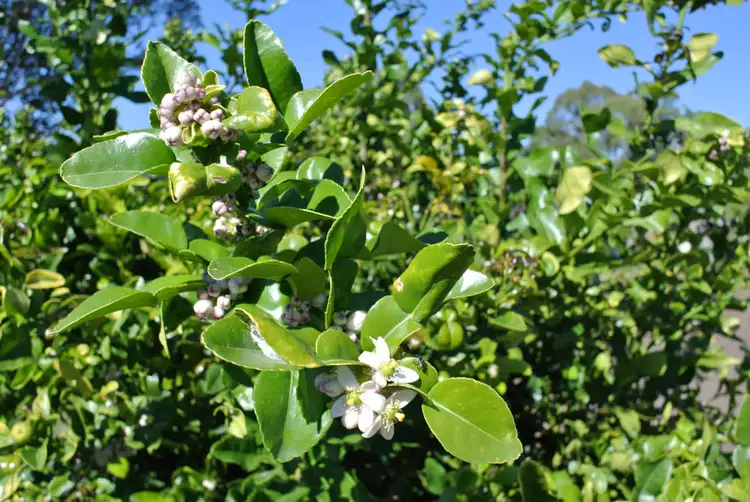 Third view of Homely rural property listing, Address available on request