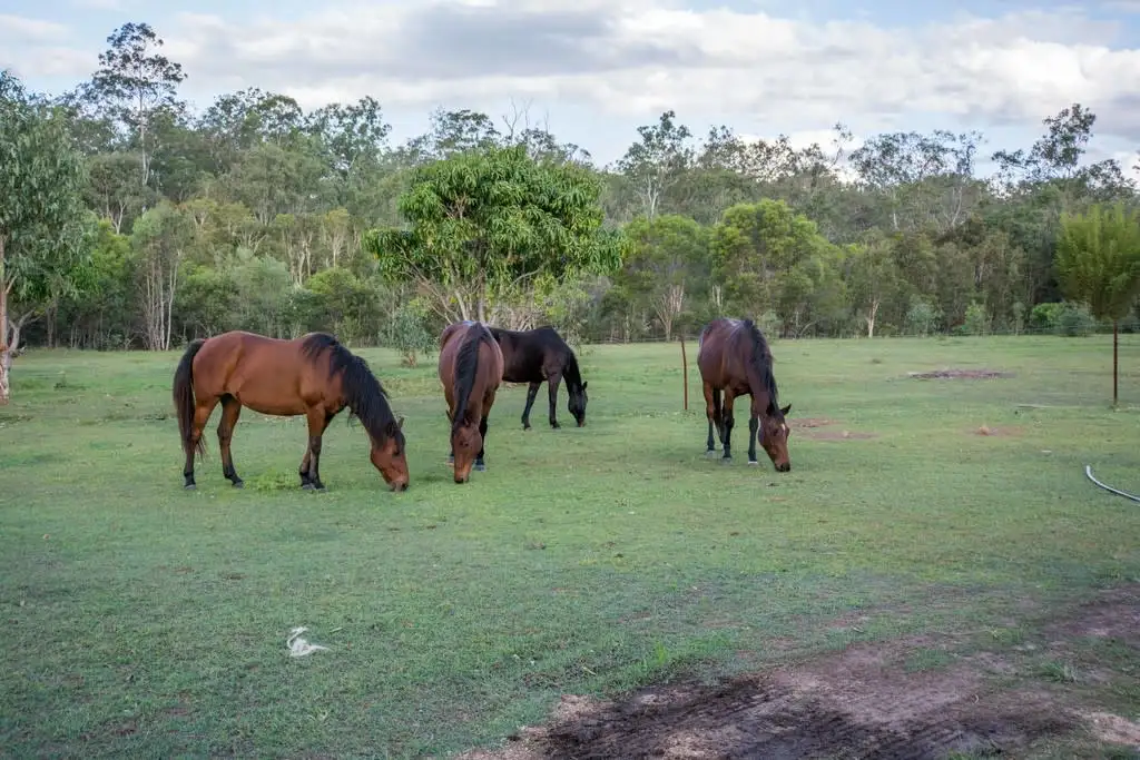Main view of Homely rural property listing, 14 Rows Road, Waterloo QLD 4673