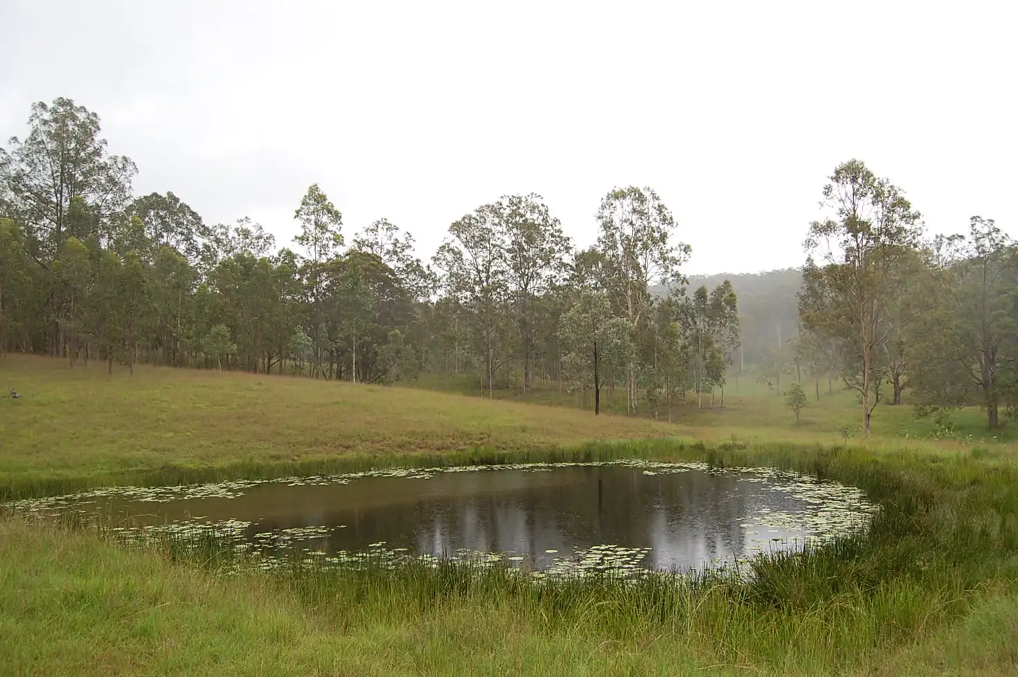 Main view of Homely rural property listing, Lot 77 of 339 Peckhams Road, Tabulam NSW 2469