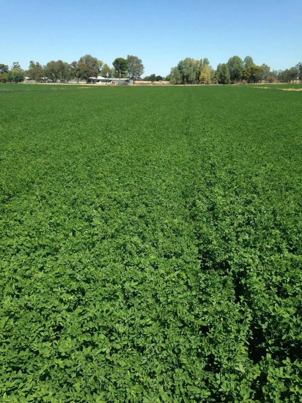 Main view of Homely rural property listing, 603 Tulla Road, Barham NSW 2732