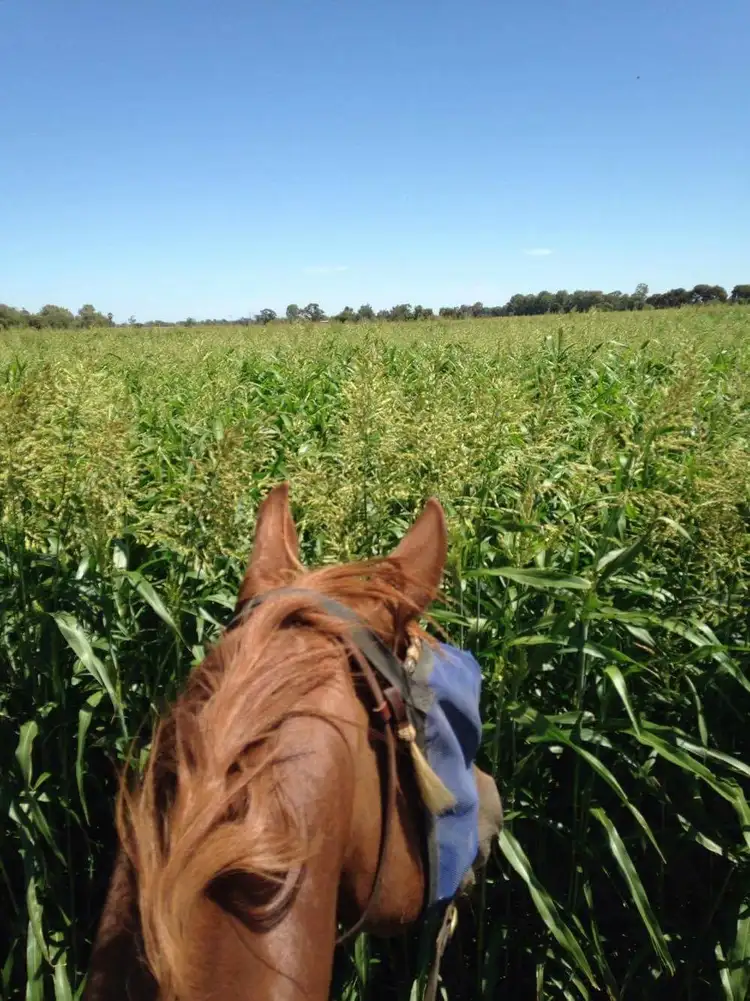 Third view of Homely rural property listing, 603 Tulla Road, Barham NSW 2732