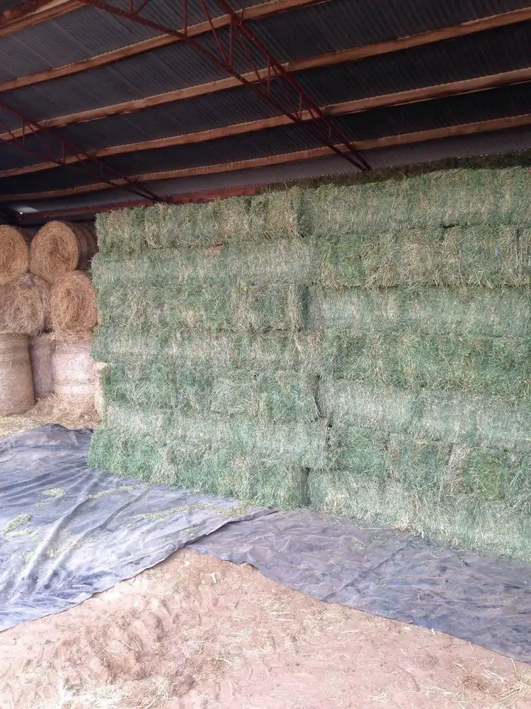 Sixth view of Homely rural property listing, 603 Tulla Road, Barham NSW 2732