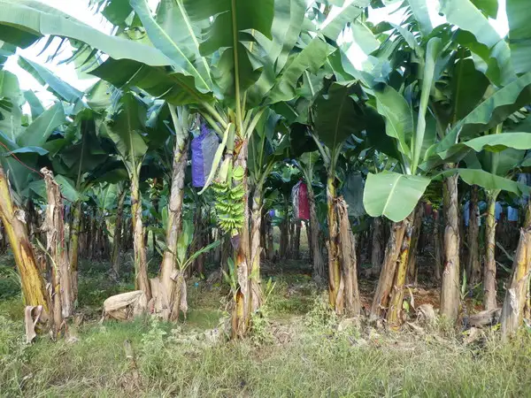 Fifth view of Homely rural property listing, Address available on request