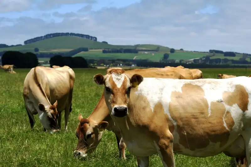 Main view of Homely rural property listing, 5583 Princes Highway, Boorcan VIC 3265