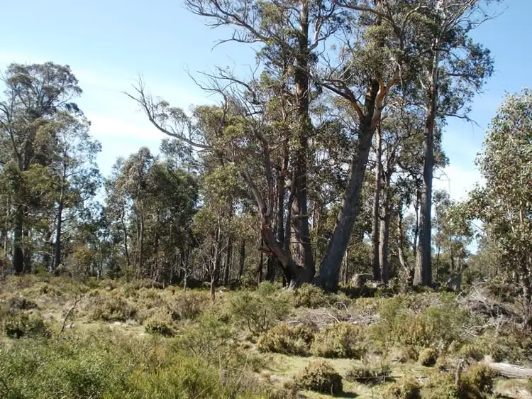 Fourth view of Homely land listing, Lot 1 Arthurs Lake Road, Wilburville, Wilburville TAS 7030