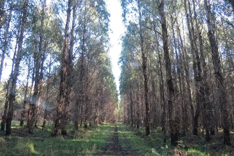 Main view of Homely rural property listing, 2125 Castra Road, Upper Castra TAS 7315