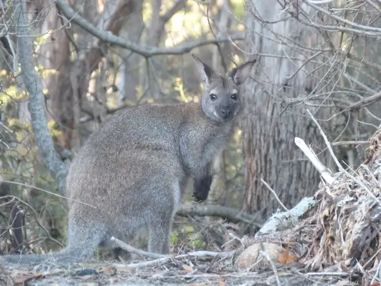 Second view of Homely land listing, 182 Old Jetty Road, Eaglehawk Neck TAS 7179