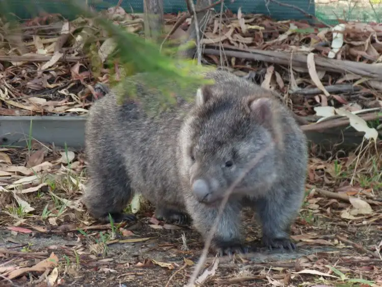 Third view of Homely land listing, 182 Old Jetty Road, Eaglehawk Neck TAS 7179