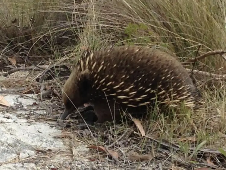 Fourth view of Homely land listing, 182 Old Jetty Road, Eaglehawk Neck TAS 7179