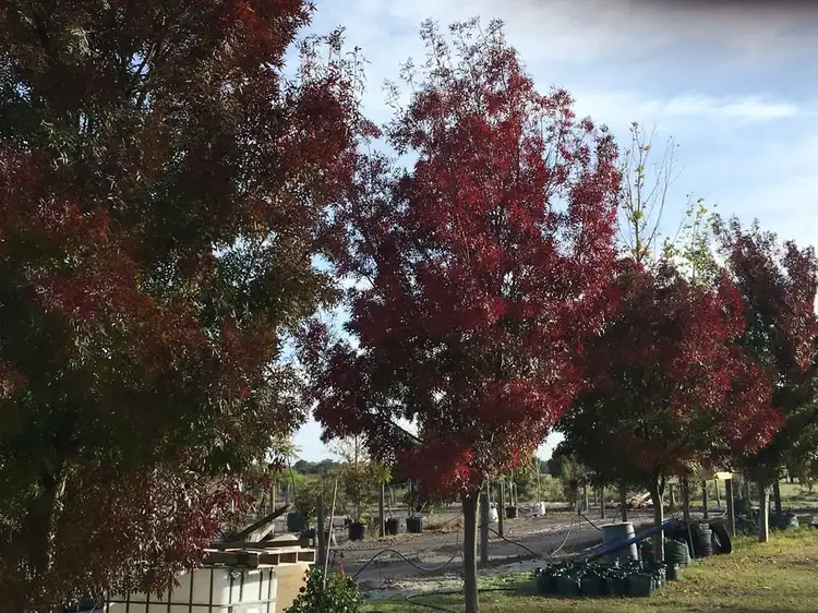 Second view of Homely rural property listing, 53 Raphael Road, Bullsbrook WA 6084