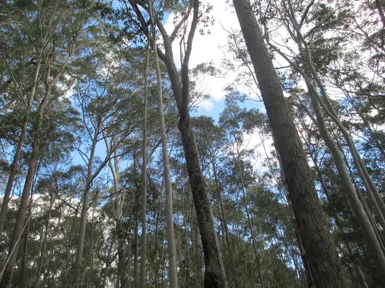 Third view of Homely land listing, Lot 5 Horse Island Road, Bodalla NSW 2545