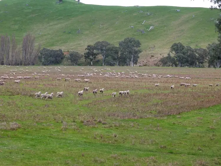 Second view of Homely rural property listing, CA 8D2 Elmhurst-Glenpatrick Rd, Glenpatrick VIC 3469