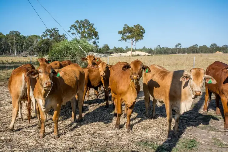 Seventh view of Homely land listing, 2538 Goodwood Road, Goodwood QLD 4660