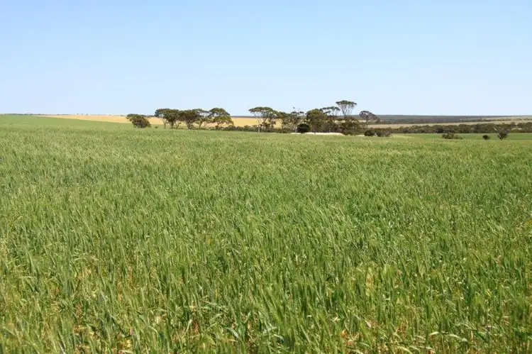Fifth view of Homely rural property listing, 1488 Mt Vernon Road, Newdegate WA 6355