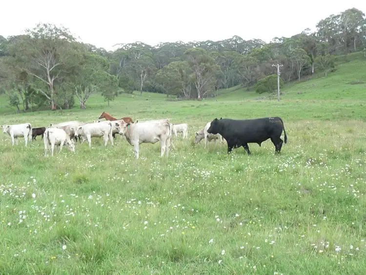 Sixth view of Homely rural property listing, 2196 Maybole Road, Glen Innes NSW 2370