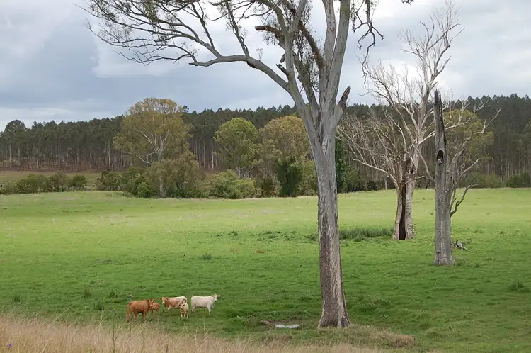Fifth view of Homely rural property listing, 12703 Clarence Way, Tunglebung NSW 2469