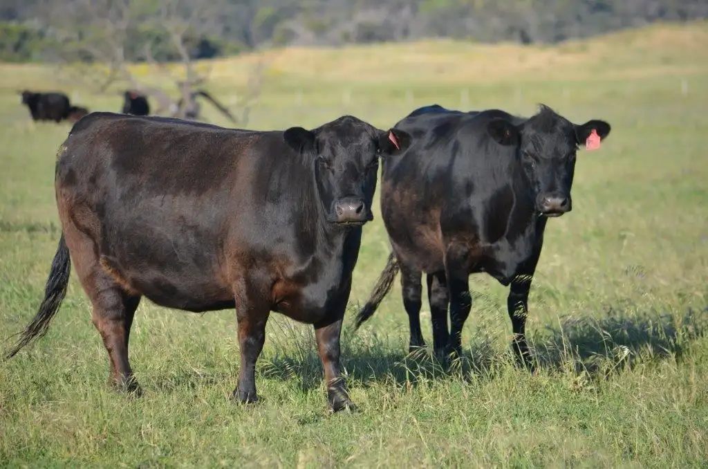 Main view of Homely rural property listing, Lot 10 Bog Lane, Robe SA 5276