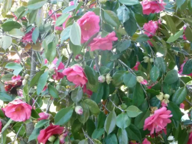 Seventh view of Homely house listing, 27 Vine Street, Holbrook NSW 2644