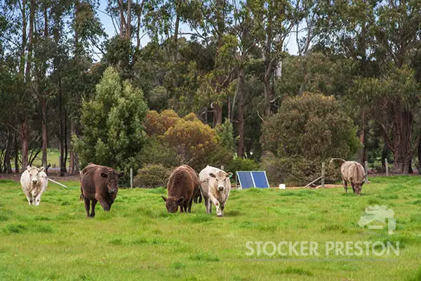 Main view of Homely rural property listing, 372 Carters Road, Margaret River WA 6285