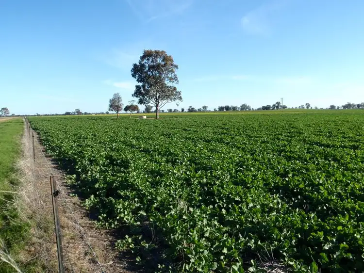 Third view of Homely rural property listing, Lalalty School Road, Barooga NSW 3644
