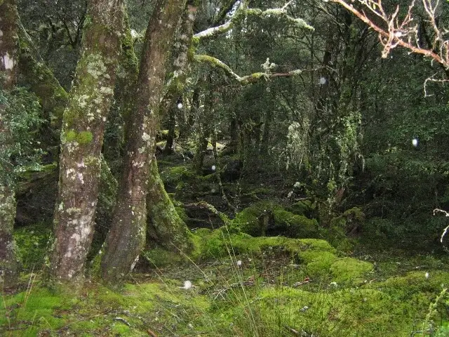 Second view of Homely rural property listing, 3744 Cradle Mountain Road, Cradle Mountain TAS 7306