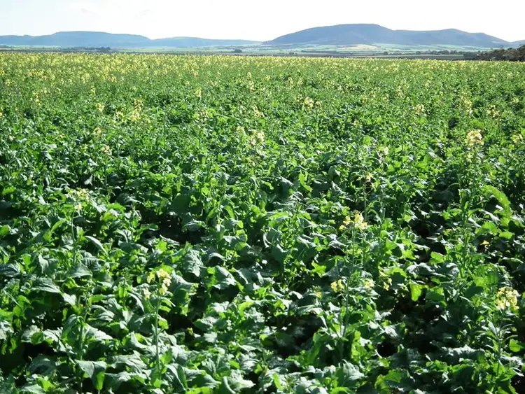 Fourth view of Homely rural property listing, Section 21 Gap Road, Edillilie SA 5630