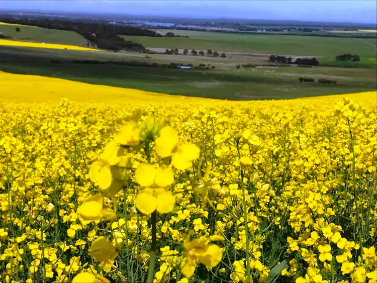 Sixth view of Homely rural property listing, Allotment 91 Hannford Road, Green Patch, Port Lincoln SA 5606