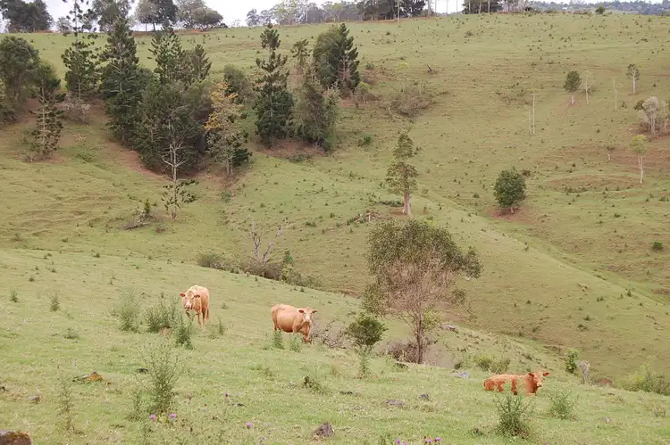Sixth view of Homely rural property listing, 7106 Bruxner Highway, MALLANGANEE via, Casino NSW 2470