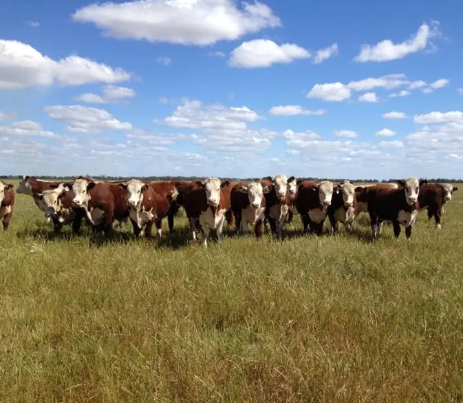 Main view of Homely rural property listing, 348 Yaloke Road, Deniliquin NSW 2710