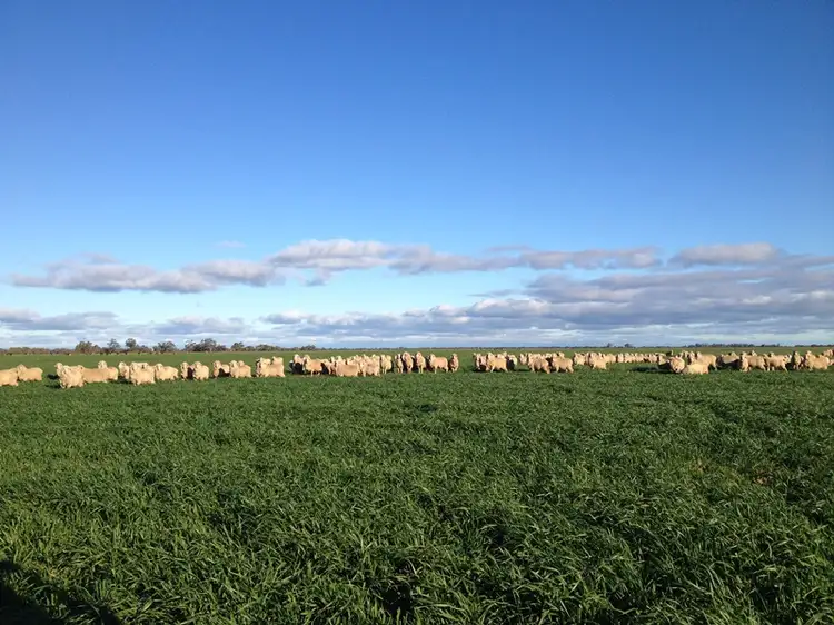 Third view of Homely rural property listing, 348 Yaloke Road, Deniliquin NSW 2710