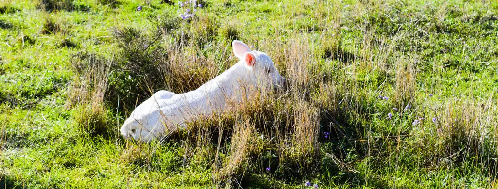 Main view of Homely rural property listing, 72 Connolly Dam Road, Silverwood QLD 4370