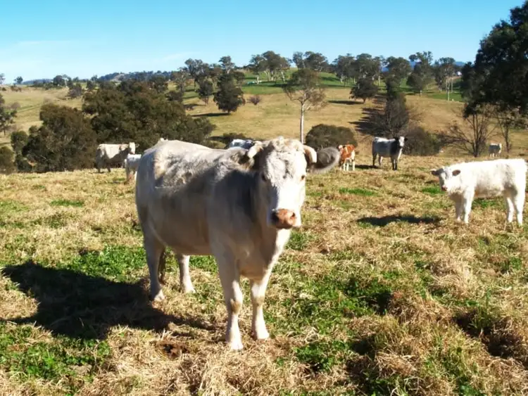 Fifth view of Homely rural property listing, 407 Angledale Rd, Bega NSW 2550