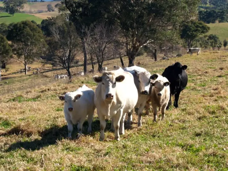 Sixth view of Homely rural property listing, 407 Angledale Rd, Bega NSW 2550