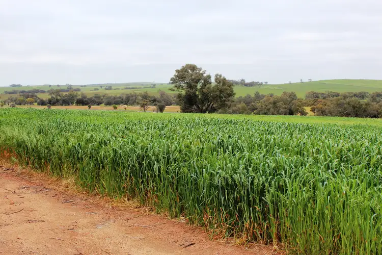 Third view of Homely rural property listing, 311 Beering Rd,Irishtown via, Northam WA 6401