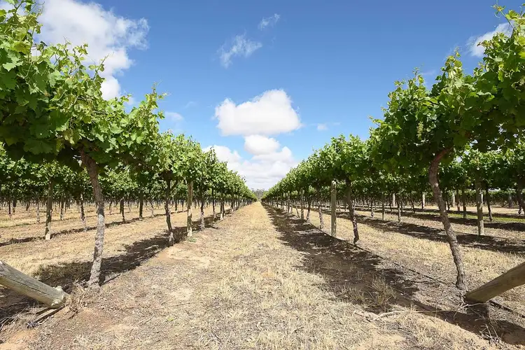 Second view of Homely rural property listing, 56-74 Darling Road, Pomona NSW 2648