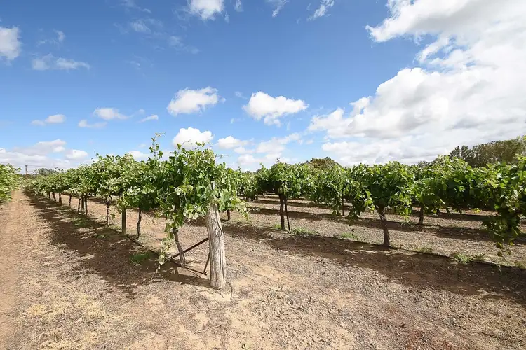 Sixth view of Homely rural property listing, 56-74 Darling Road, Pomona NSW 2648