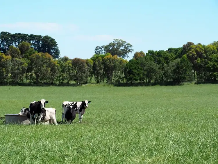 Seventh view of Homely rural property listing, 245 Spring Dam Road, Terang VIC 3264