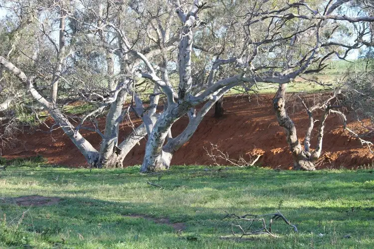 Fifth view of Homely rural property listing, Lot 1002 Isseka Road East, Bowes WA 6535
