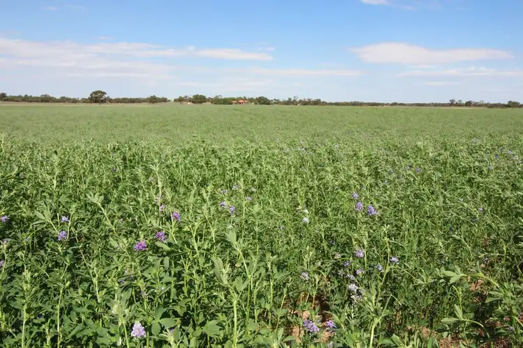 Third view of Homely rural property listing, 213 Carousel Road, Keith SA 5267