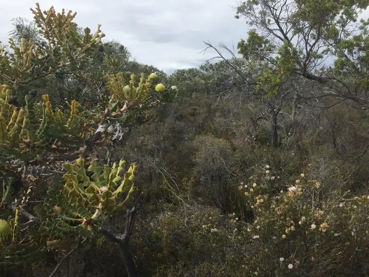 Third view of Homely land listing, 25 Carnaby Close, Hopetoun WA 6348