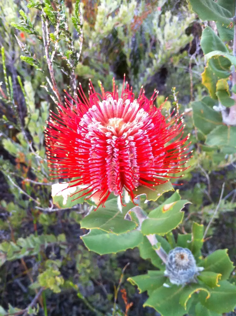 Fifth view of Homely land listing, 25 Carnaby Close, Hopetoun WA 6348