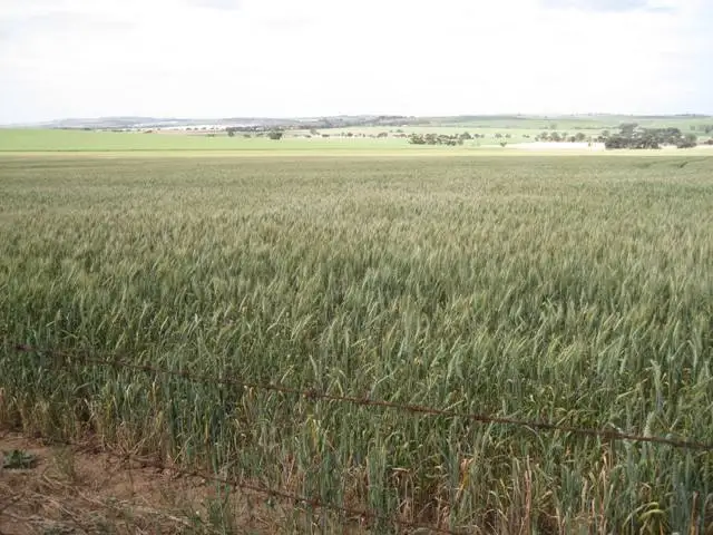 Fourth view of Homely rural property listing, - Zwecks Road, Rosedale SA 5350