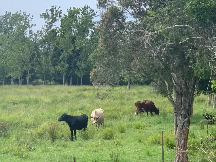 Fourth view of Homely rural property listing, 114 Manning River Drive, Taree NSW 2430