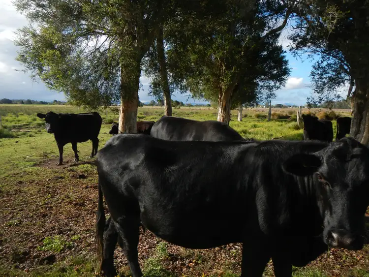 Fifth view of Homely rural property listing, 114 Manning River Drive, Taree NSW 2430