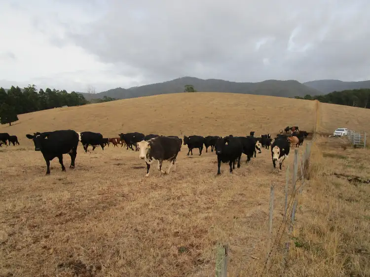 Fourth view of Homely rural property listing, - Bretts Road, North Motton TAS 7315