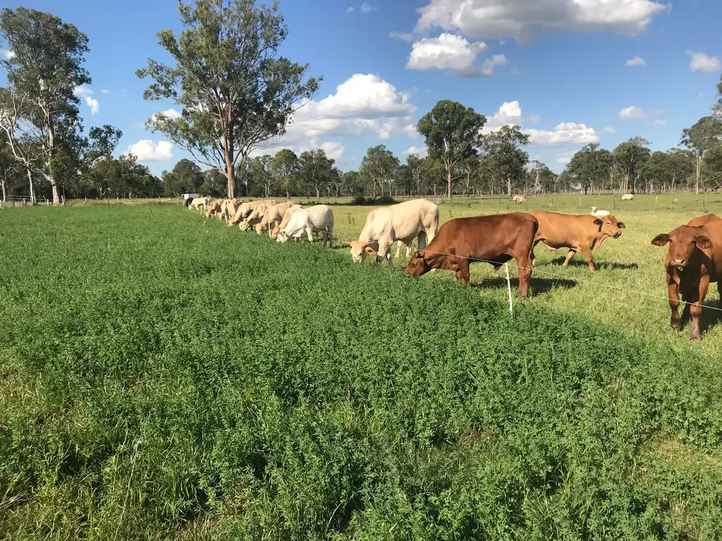 Main view of Homely rural property listing, 63 - 129 Bexleigh Lane, Calvert QLD 4340